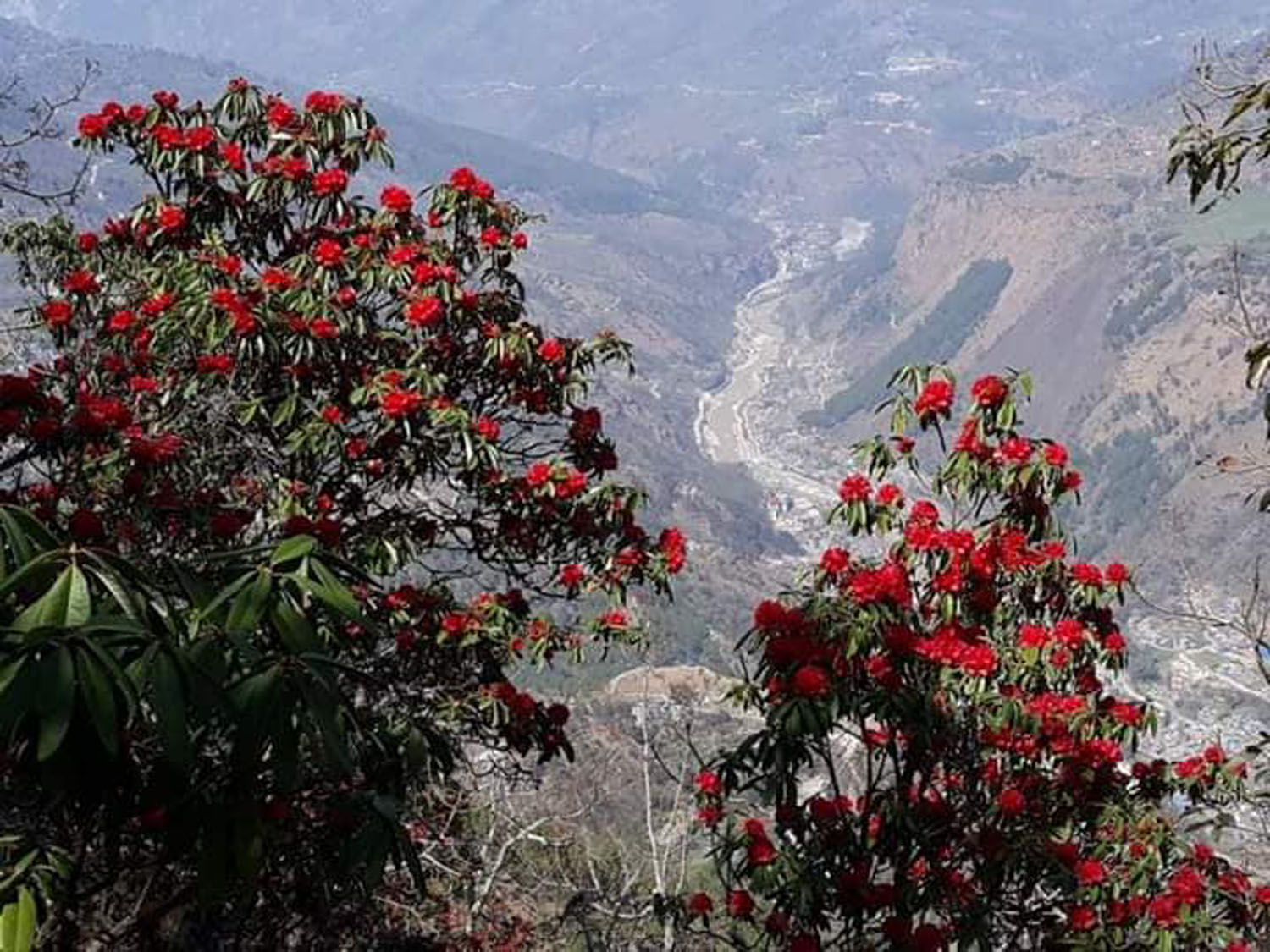 समय अगावै फुल्दै लालीगुराँस, लोप हुँदै पैयुँ